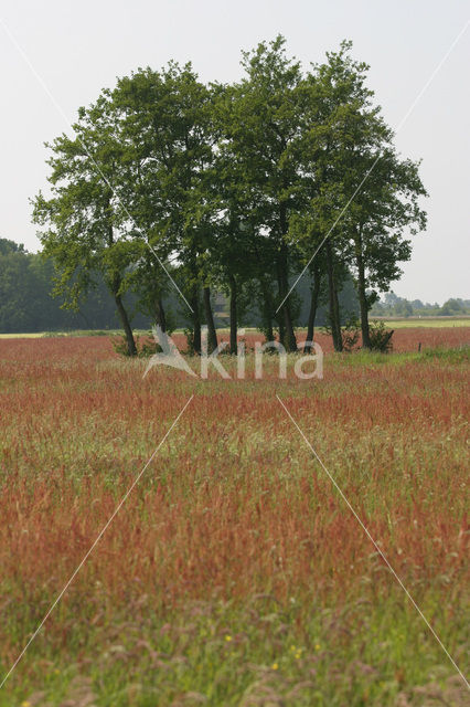 Zuring (Rumex spec.)