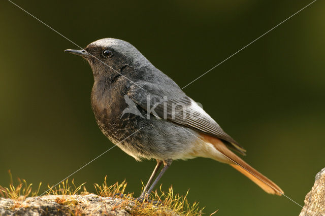 Zwarte Roodstaart (Phoenicurus ochruros)