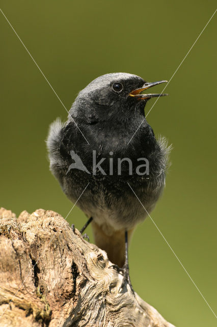 Zwarte Roodstaart (Phoenicurus ochruros)