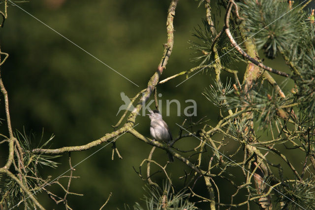 Blackcap (Sylvia atricapilla)