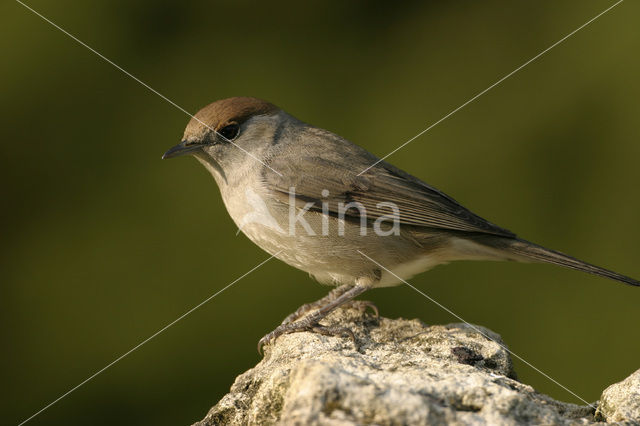 Blackcap (Sylvia atricapilla)