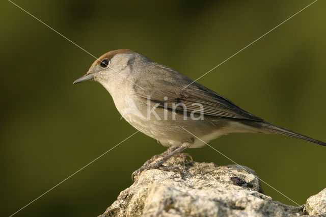 Blackcap (Sylvia atricapilla)