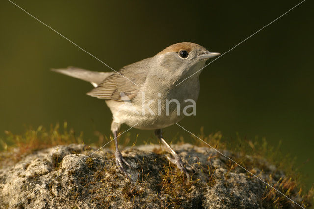 Blackcap (Sylvia atricapilla)