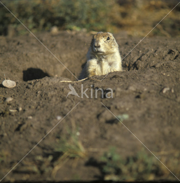 Black-tailed Prairie Dog (Cynomys ludovicianus)