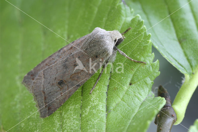 Zwartstipvlinder (Agrochola lota)