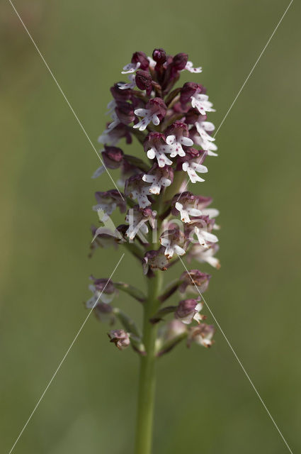 Aangebrande orchis (Neotinea ustulata)