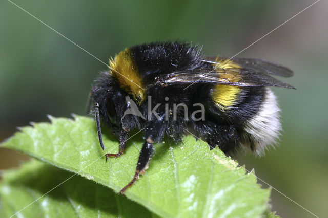 Aardhommel (Bombus terrestris)