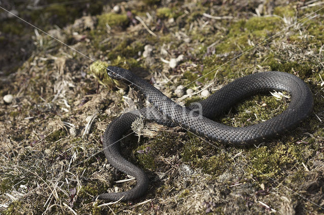 Common Viper (Vipera berus)