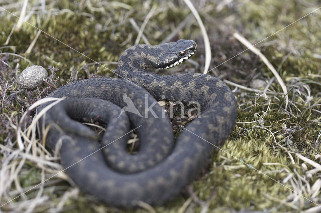 Common Viper (Vipera berus)