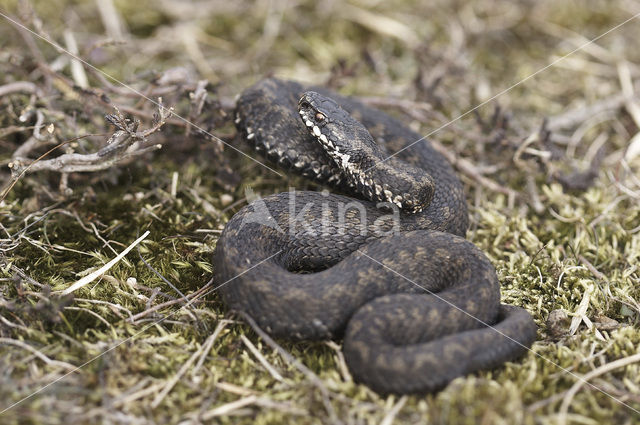 Common Viper (Vipera berus)