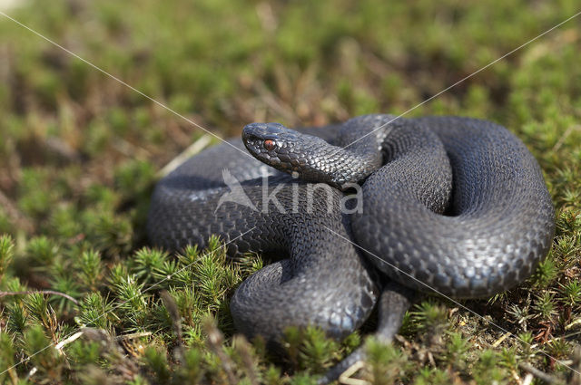 Common Viper (Vipera berus)