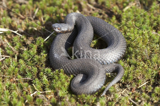 Common Viper (Vipera berus)