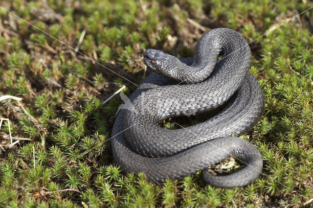 Common Viper (Vipera berus)