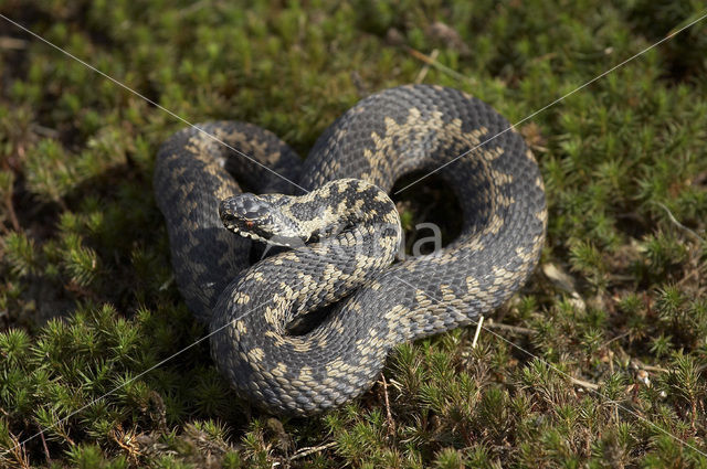 Common Viper (Vipera berus)