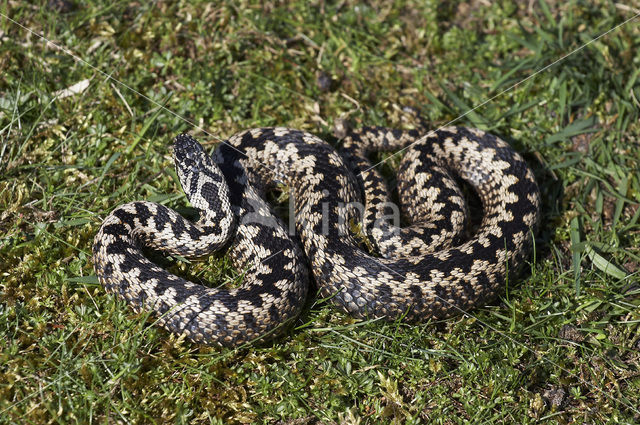 Common Viper (Vipera berus)