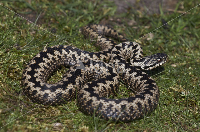 Adder (Vipera berus)