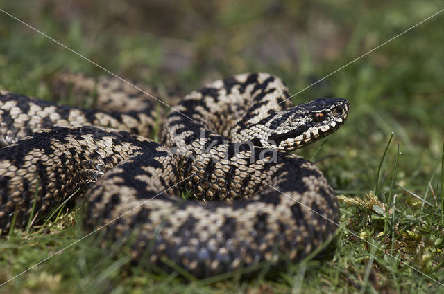 Common Viper (Vipera berus)