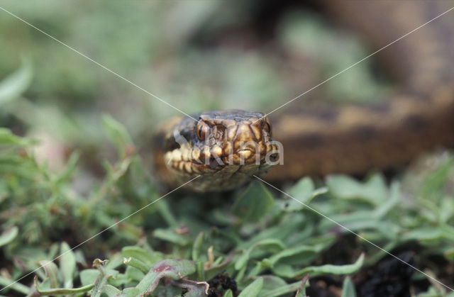 Common Viper (Vipera berus)