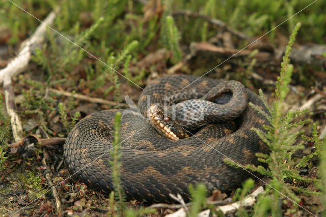 Common Viper (Vipera berus)