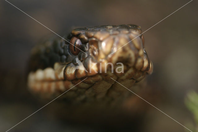 Common Viper (Vipera berus)
