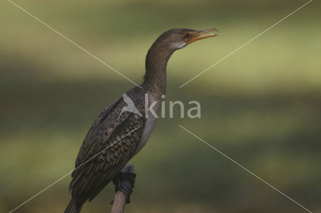 Long-tailed Cormorant (Phalacrocorax africanus)
