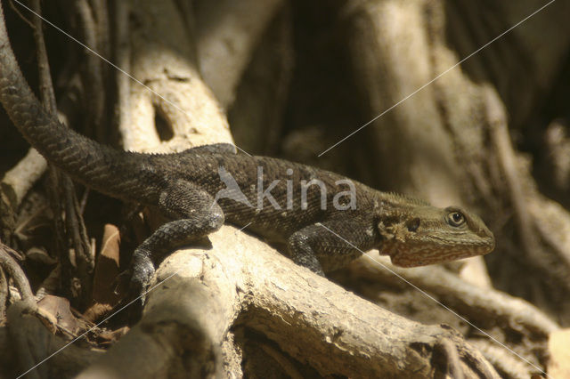 Red-headed Rock Agama (Agama agama)