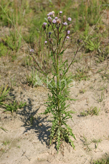 Creeping Thistle (Cirsium arvense)