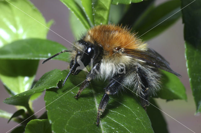 Common carder bumblebee (Bombus pascuorum)