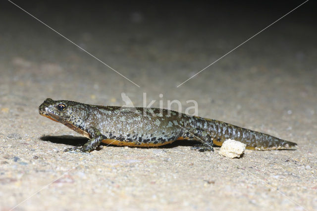 Alpine Newt (Ichthyosaura alpestris)