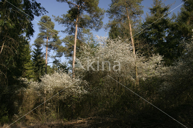 Juneberry (Amelanchier lamarckii)