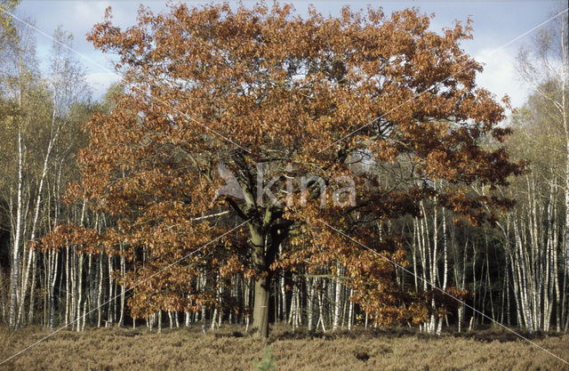 Red Oak (Quercus rubra)