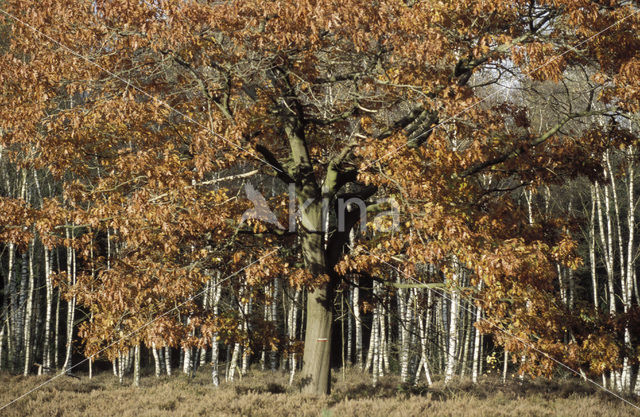 Red Oak (Quercus rubra)