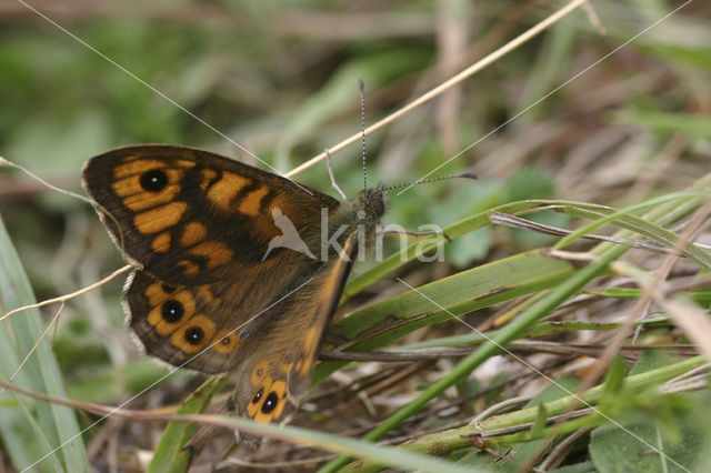 Wall Brown (Lasiommata megera)