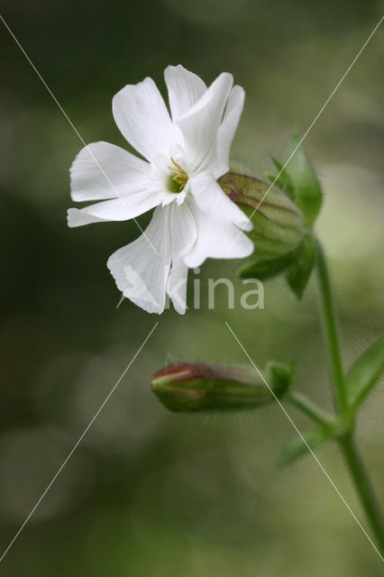 Bladder Campion (Silene latifolia subsp. alba)
