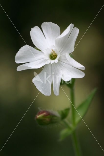 Bladder Campion (Silene latifolia subsp. alba)