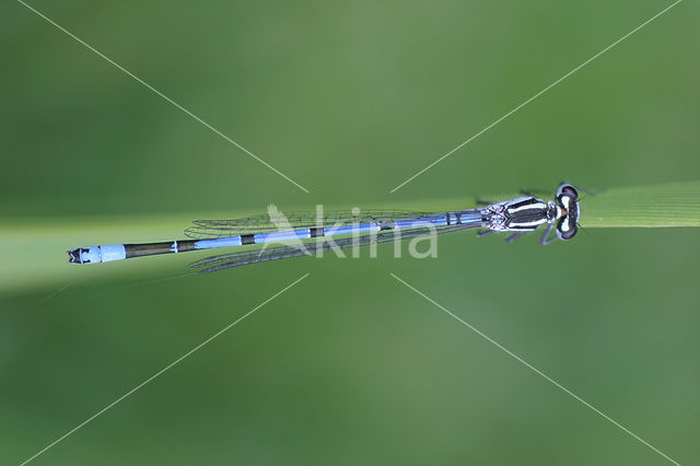 Azure Damselfly (Coenagrion puella)