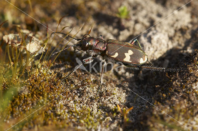 Tiger Beetle (Cicindela hybrida)