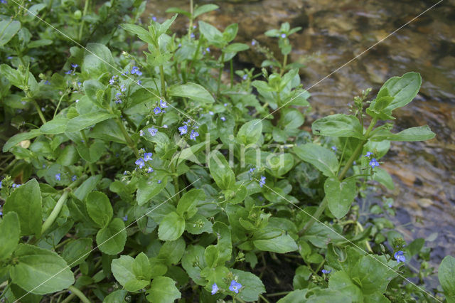 Brooklime