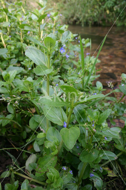 Beekpunge (Veronica beccabunga)