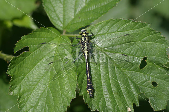 Beekrombout (Gomphus vulgatissimus)