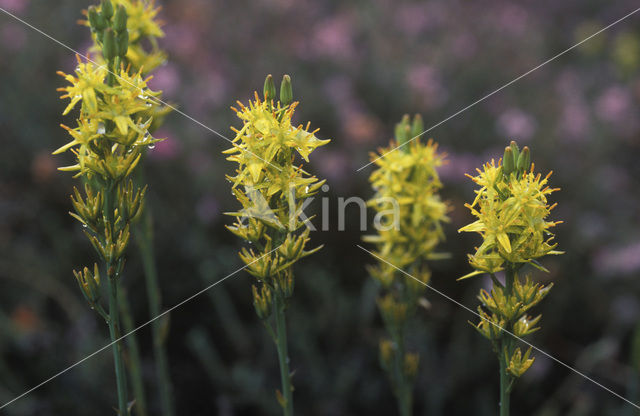 Bog Asphodel (Narthecium ossifragum)