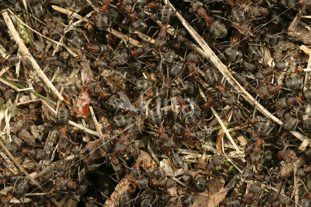 Southern wood ant (Formica rufa)