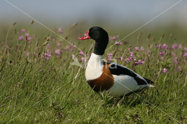 Shelduck (Tadorna tadorna)