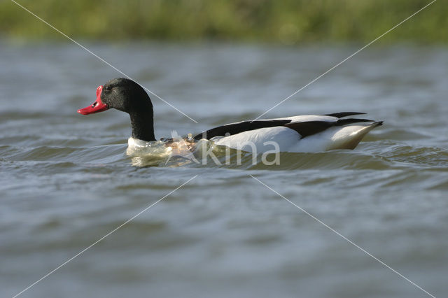Shelduck (Tadorna tadorna)