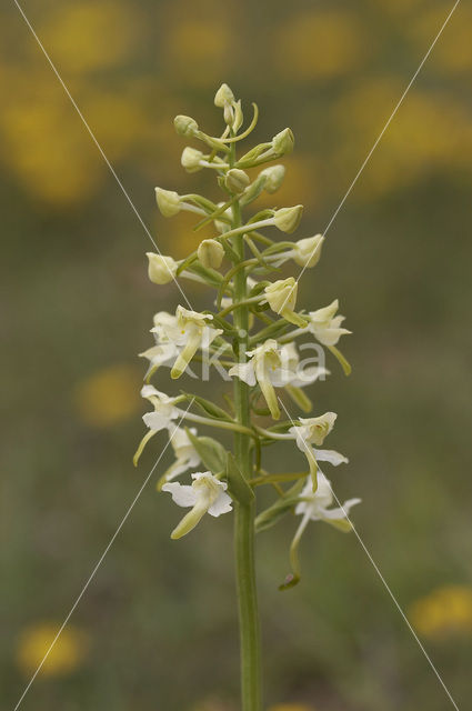 Greater Butterfly-orchid (Platanthera chlorantha)