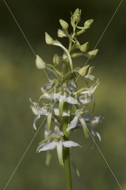 Greater Butterfly-orchid (Platanthera chlorantha)