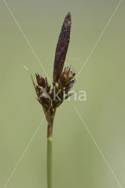 Softleafe sedge (Carex montana)