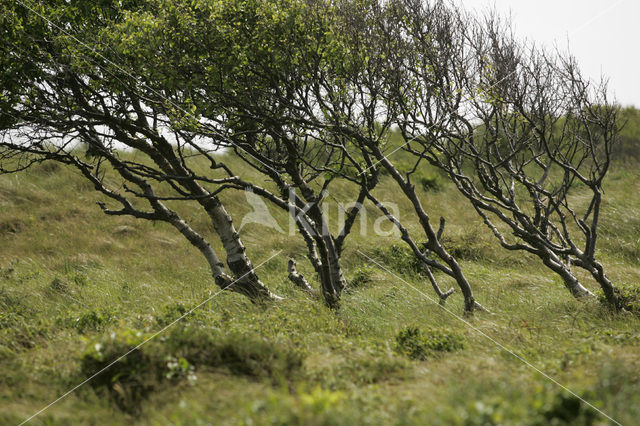 Berk (Betula)