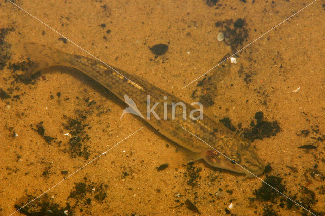 Stone Loach (Barbatula barbatula