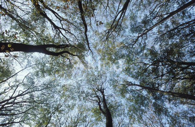 Beech (Fagus spec.)